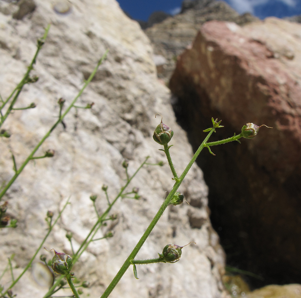 Image of Scrophularia olympica specimen.