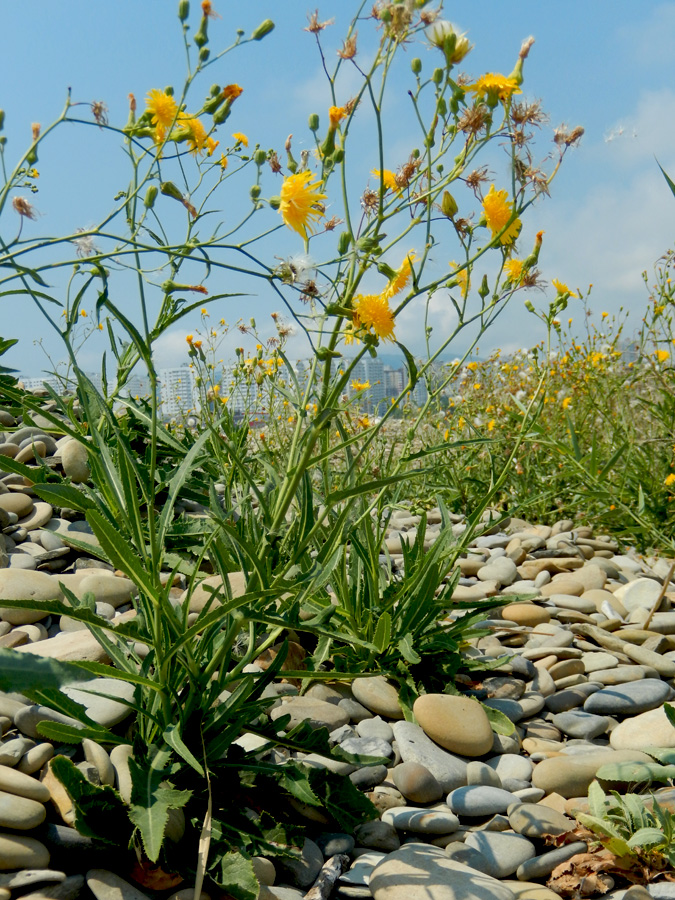 Изображение особи Sonchus arvensis ssp. uliginosus.