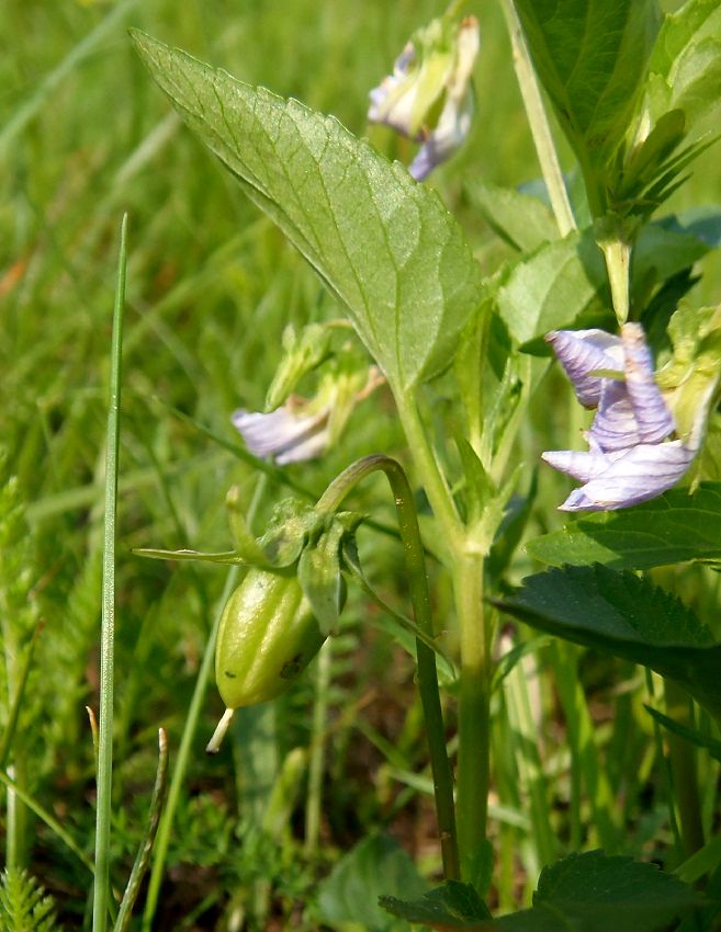 Image of Viola ruppii specimen.