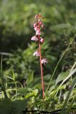 Pyrola incarnata