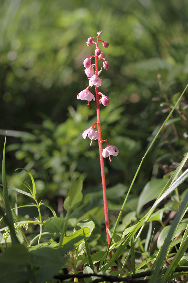 Image of Pyrola incarnata specimen.