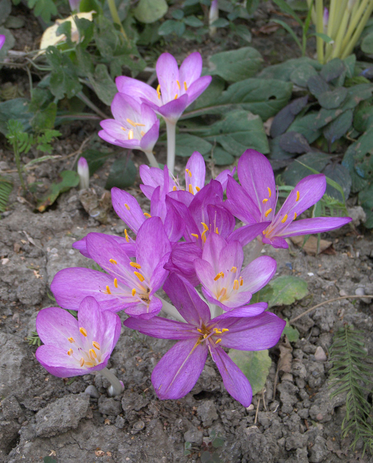 Изображение особи Colchicum cilicicum.