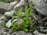 Cryptogramma acrostichoides. Спороносящие растения. Магаданская обл., окр. Магадана, бухта Нагаева, Моргородок, курумник на крутом склоне сопки. 16.07.2013.