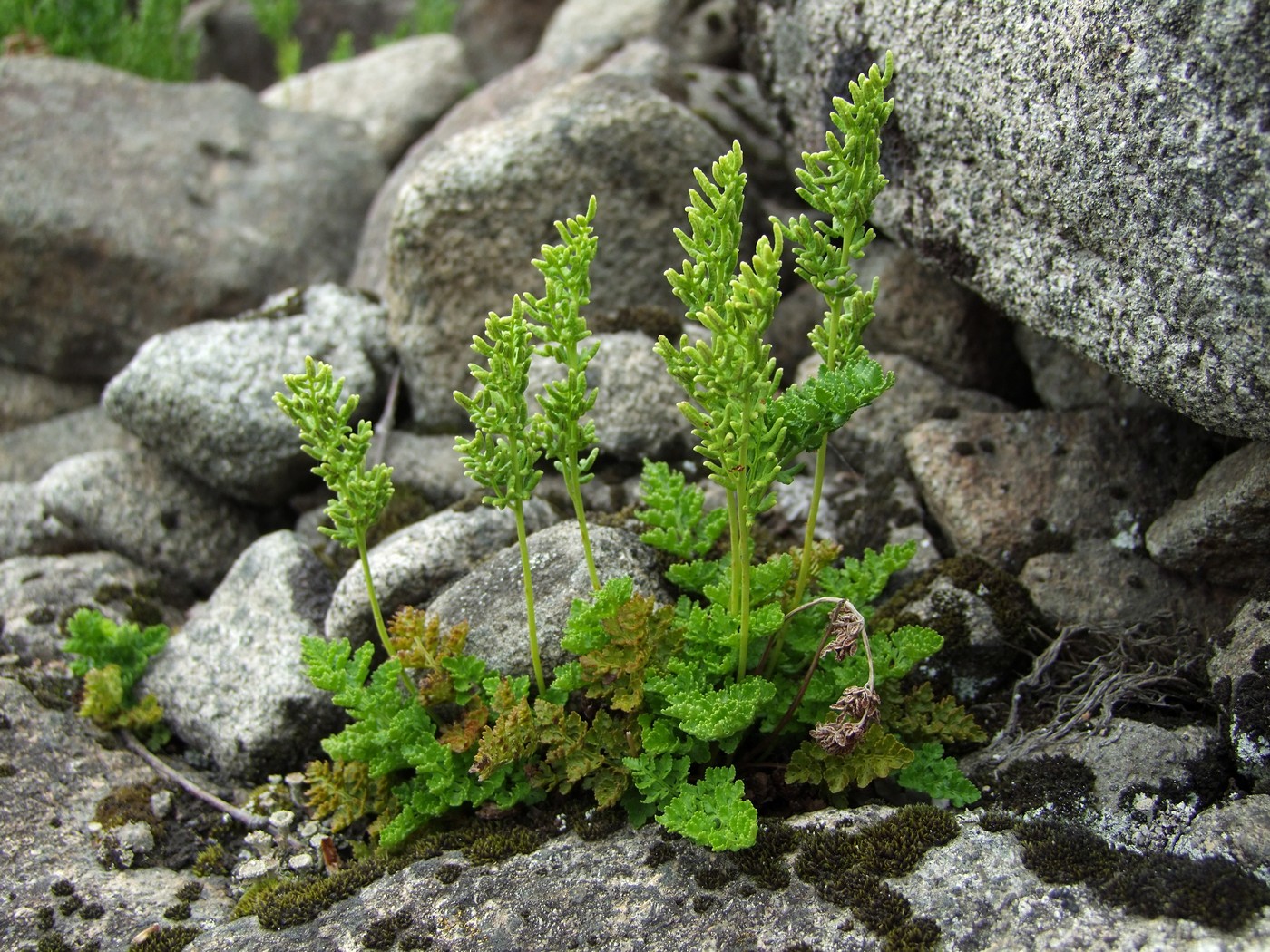 Изображение особи Cryptogramma acrostichoides.