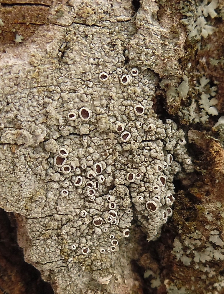 Изображение особи Lecanora allophana.