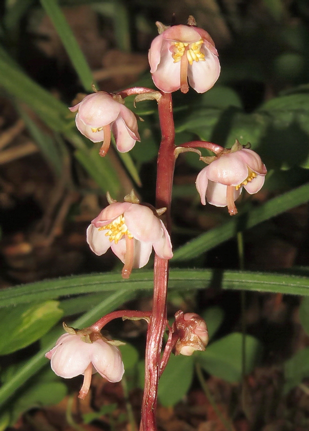 Image of Pyrola japonica specimen.