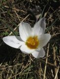 Crocus tauricus