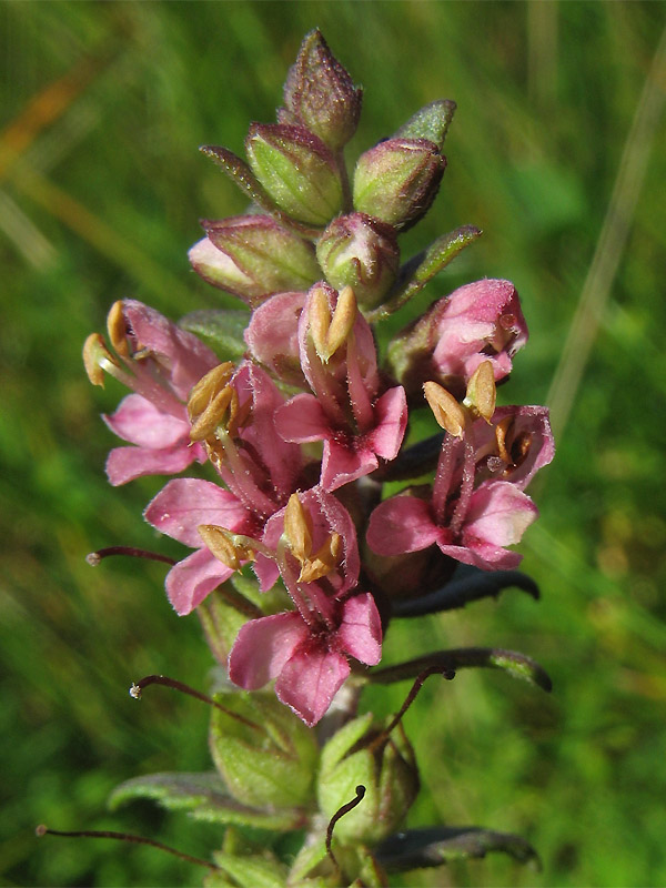 Изображение особи Odontites vulgaris.