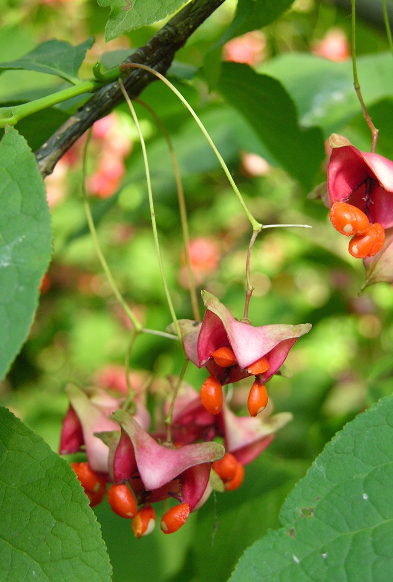 Изображение особи Euonymus macropterus.