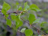 Betula pendula