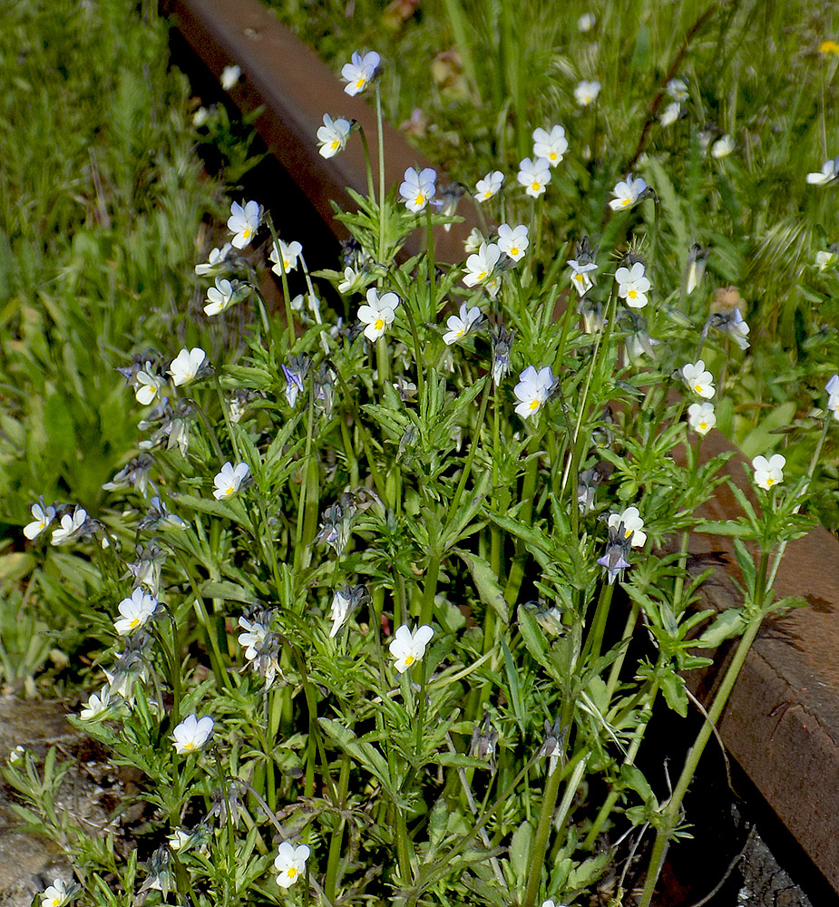 Image of Viola arvensis specimen.