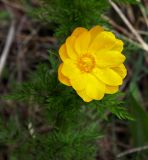 Image of taxon representative. Author is Олег Сёмин