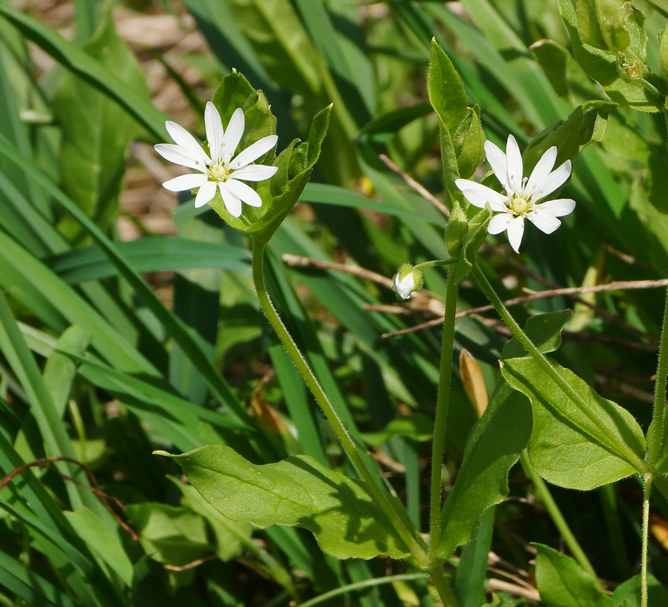 Image of Stellaria bungeana specimen.