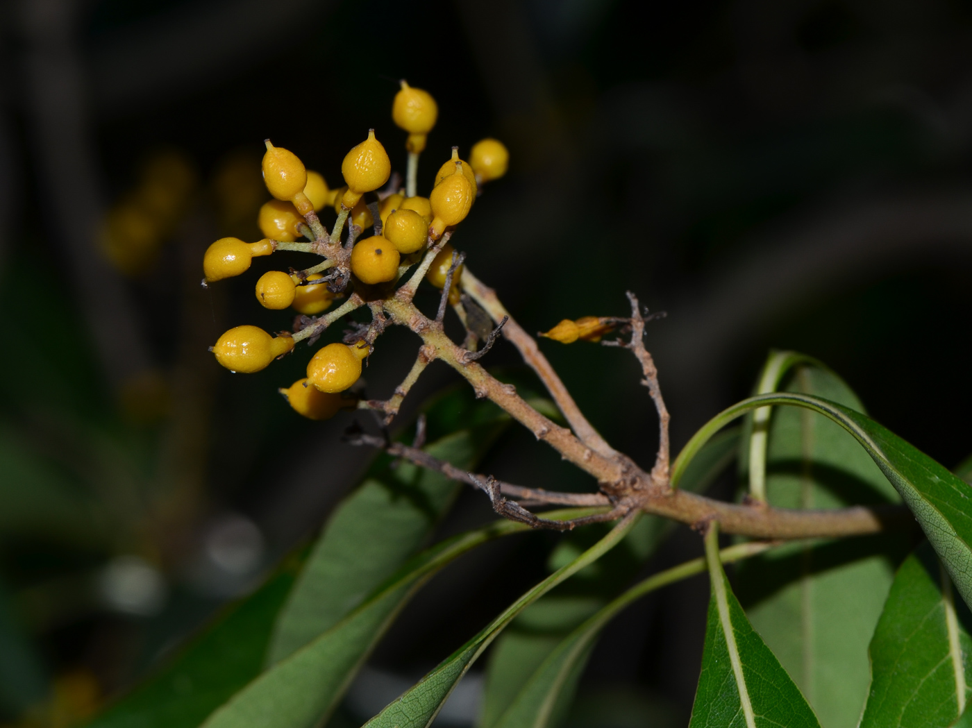 Image of Bontia daphnoides specimen.