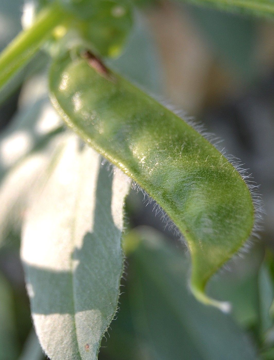 Изображение особи Vicia narbonensis.