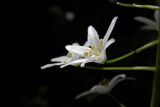 Ornithogalum arcuatum