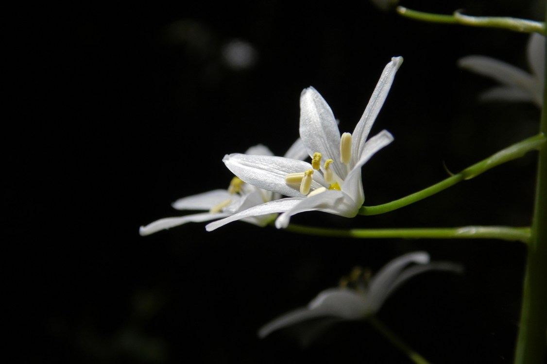 Image of Ornithogalum arcuatum specimen.