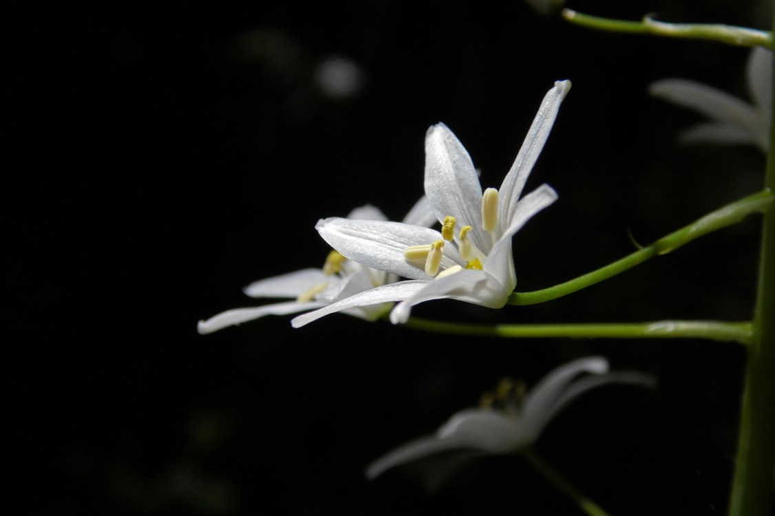 Изображение особи Ornithogalum arcuatum.