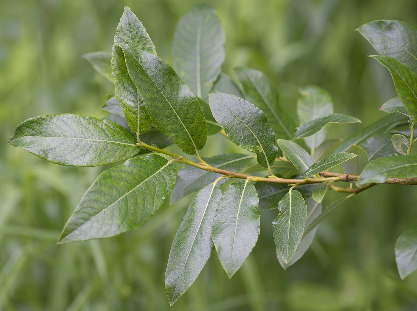 Изображение особи Salix phylicifolia.