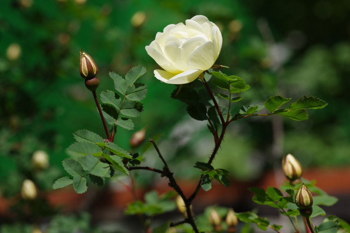 Изображение особи Rosa spinosissima.