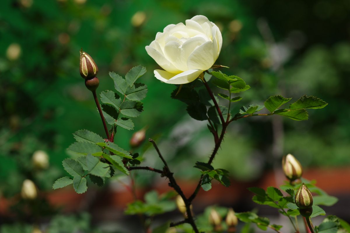 Image of Rosa spinosissima specimen.