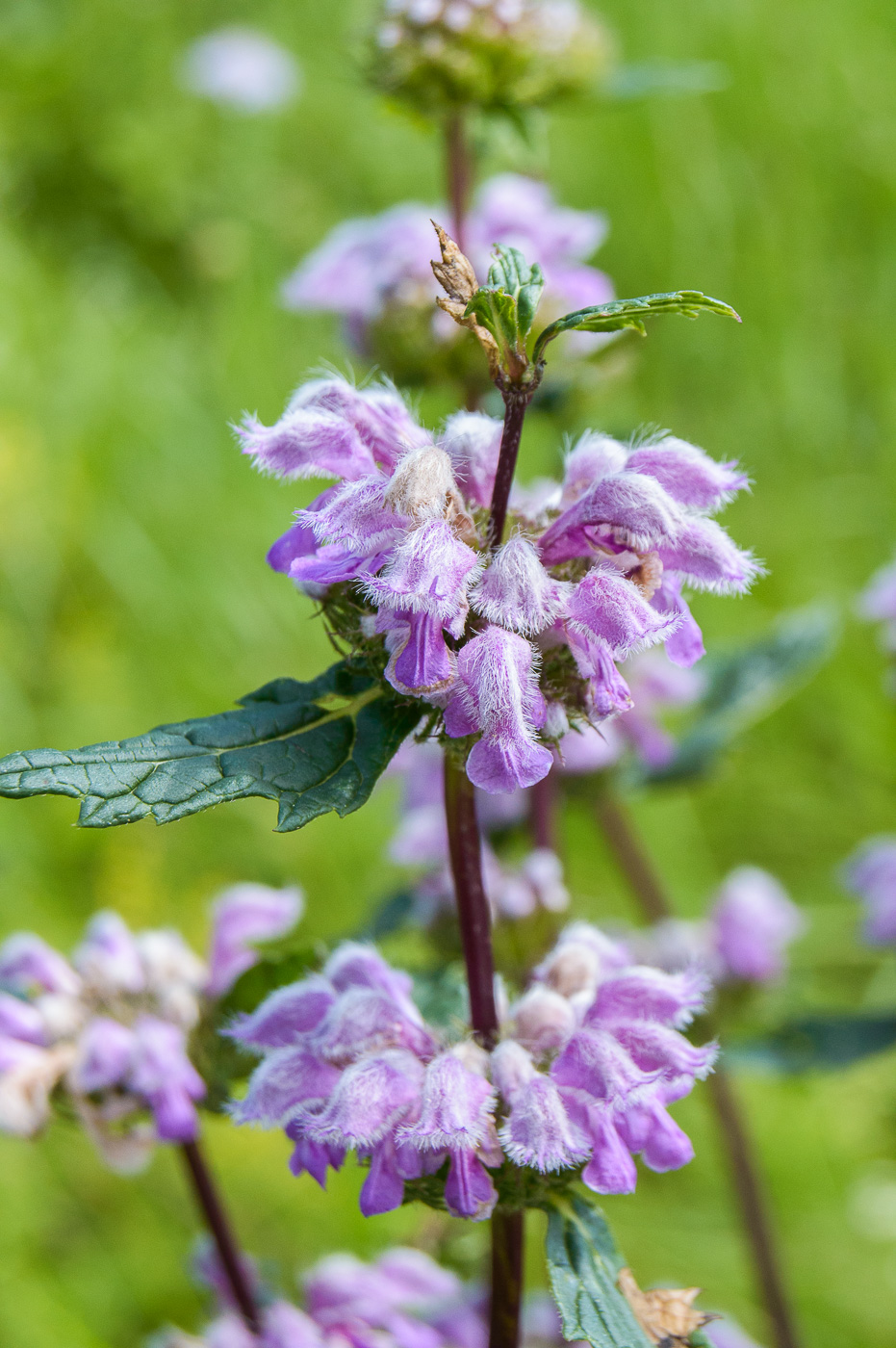 Изображение особи Phlomoides tuberosa.