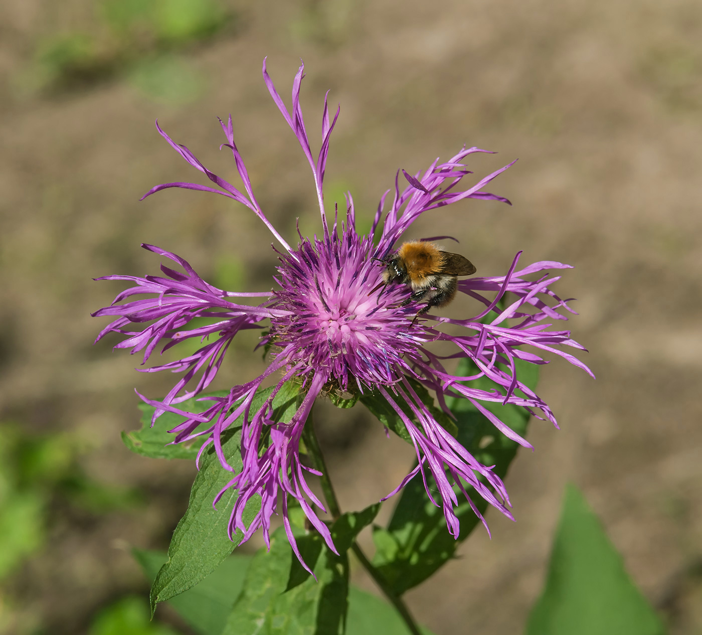 Image of Centaurea phrygia specimen.