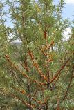 Hippophae rhamnoides