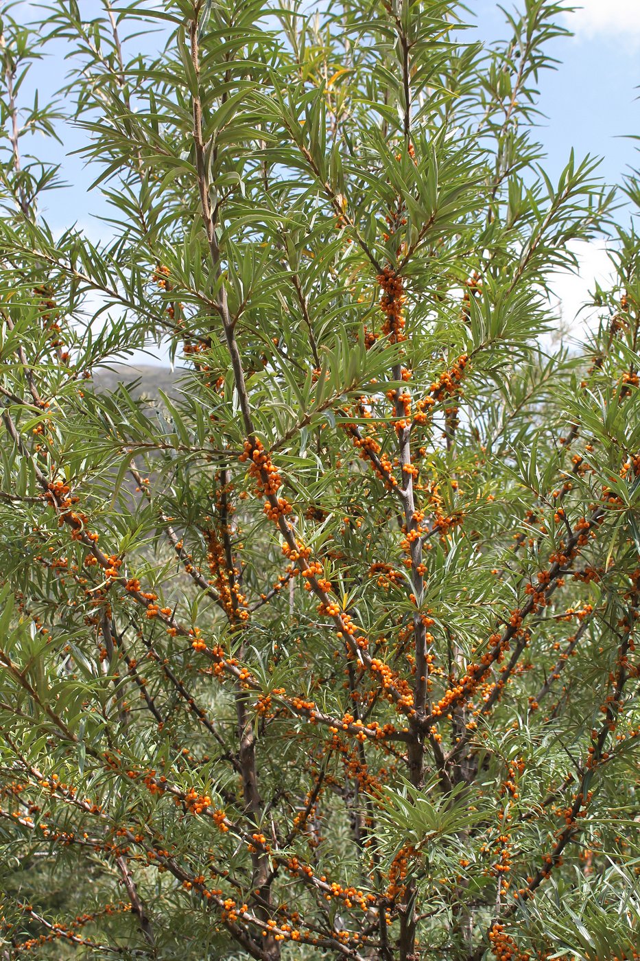 Image of Hippophae rhamnoides specimen.