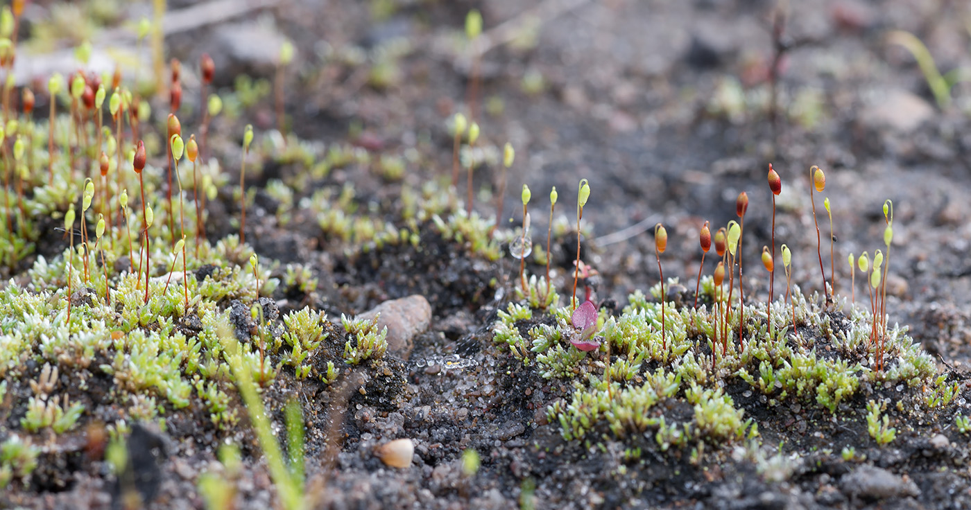 Изображение особи Bryum argenteum.