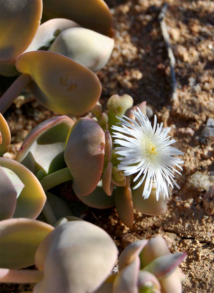 Image of Prenia sladeniana specimen.