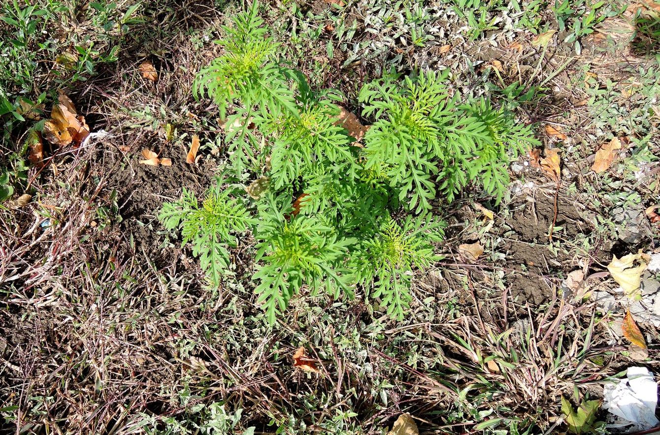 Image of Ambrosia artemisiifolia specimen.