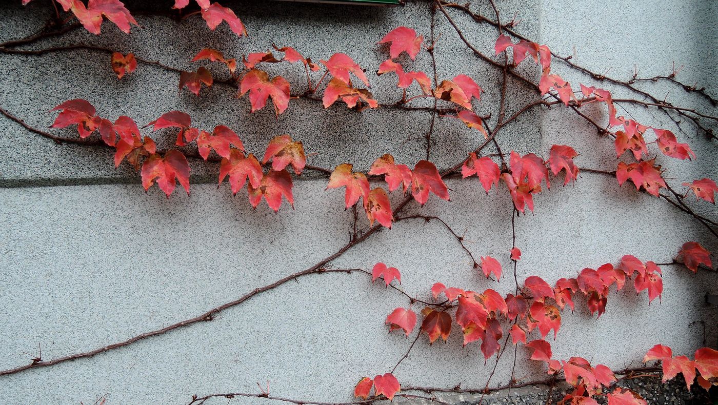 Изображение особи Parthenocissus tricuspidata.