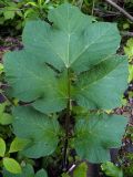 Heracleum sibiricum