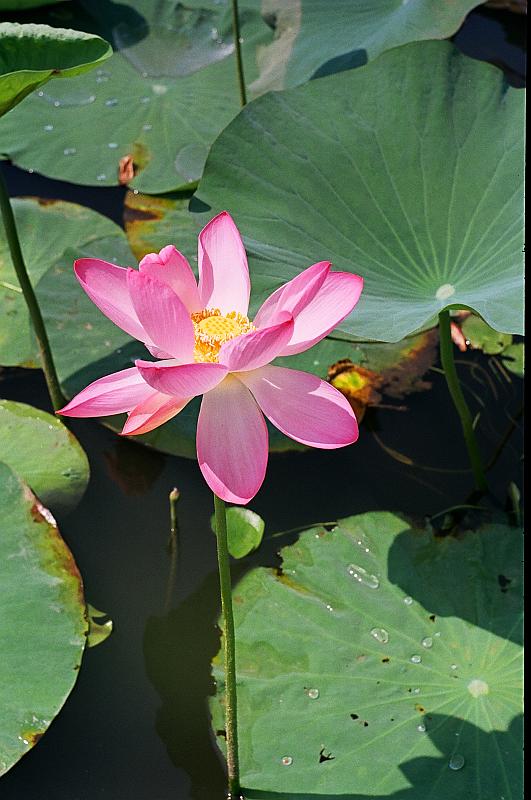 Image of Nelumbo caspica specimen.