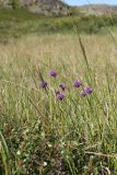 Allium schoenoprasum. Цветущие растения с кормящимся насекомым (бабочкой-пестрянкой?) в сообществе с Betula nana, Carex aquatilis и Equisetum fluviatile. Мурманская обл., Кольский р-н, окр. пос. Дальние Зеленцы, близ Подпахтинского озера, мезотрофное пушицево-осоковое болото. 01.08.2017.