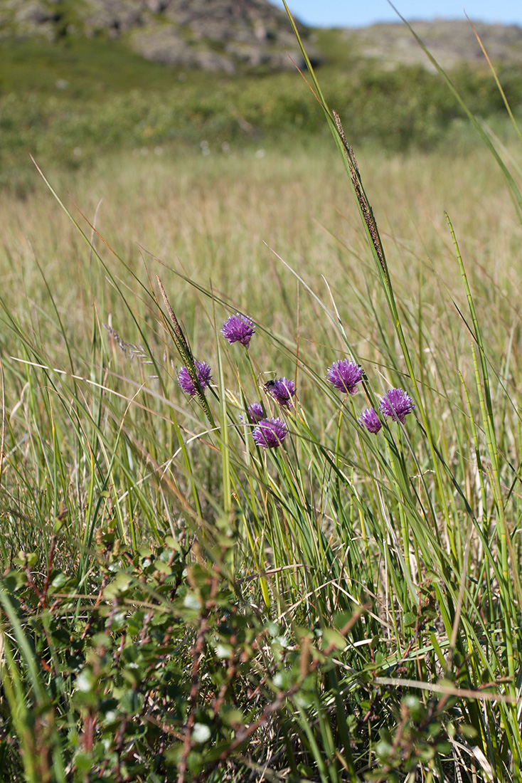 Изображение особи Allium schoenoprasum.