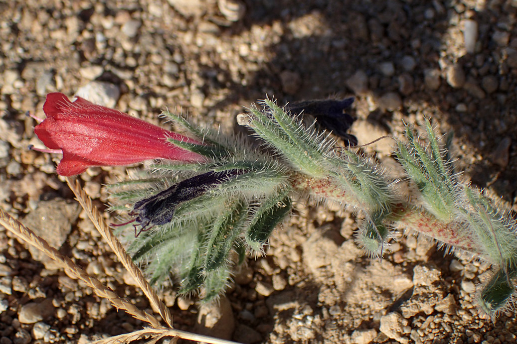 Image of Echium angustifolium specimen.
