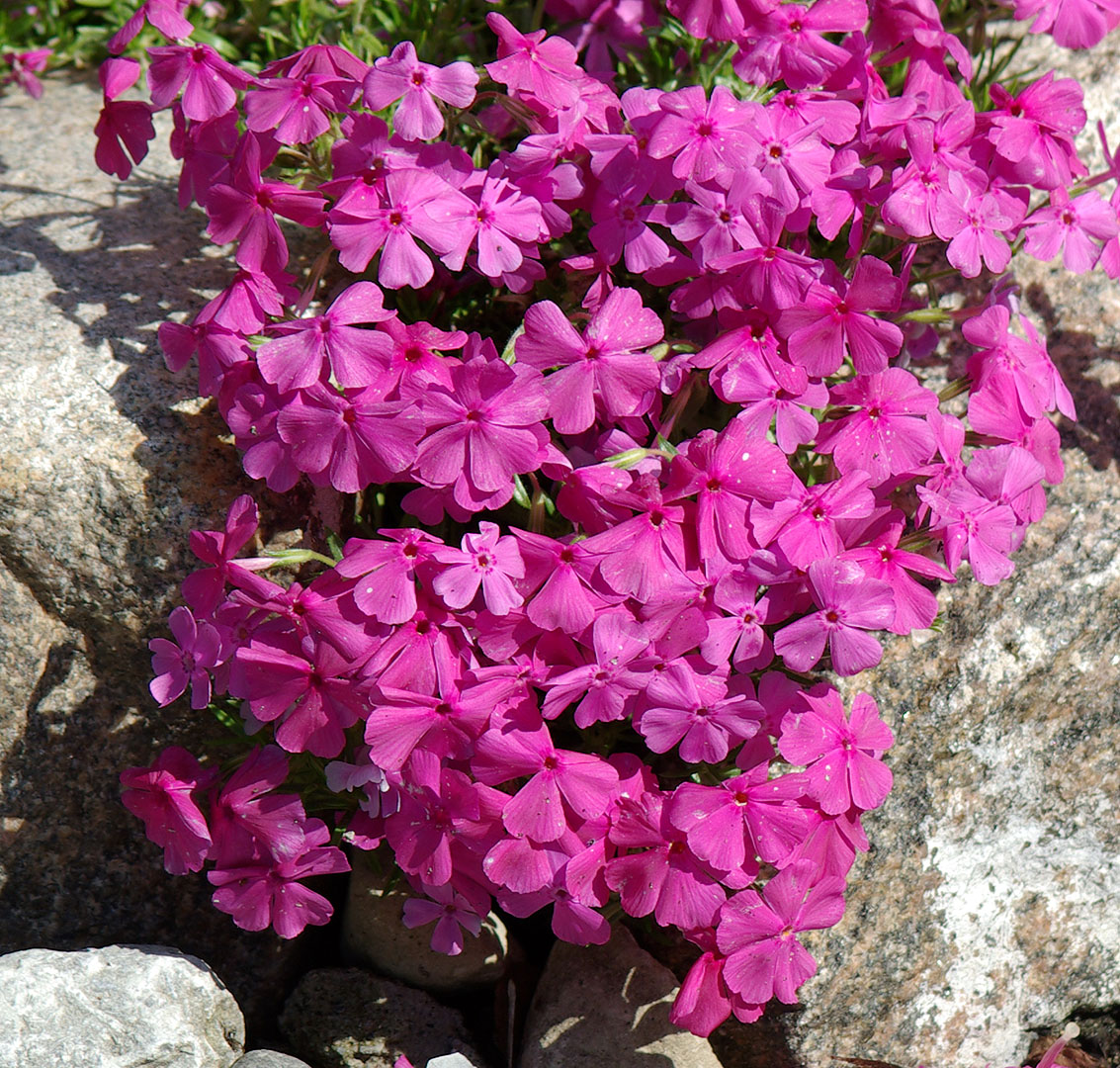 Изображение особи Phlox subulata.