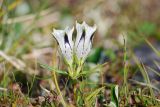 Gentiana algida. Цветущее растение. Чукотка, побережье бухты Провидения, тундра. 05.08.2009.