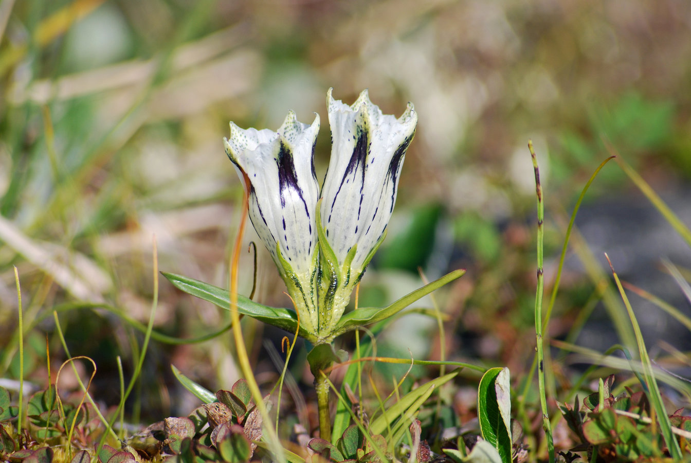 Изображение особи Gentiana algida.