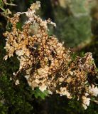 Lobaria pulmonaria