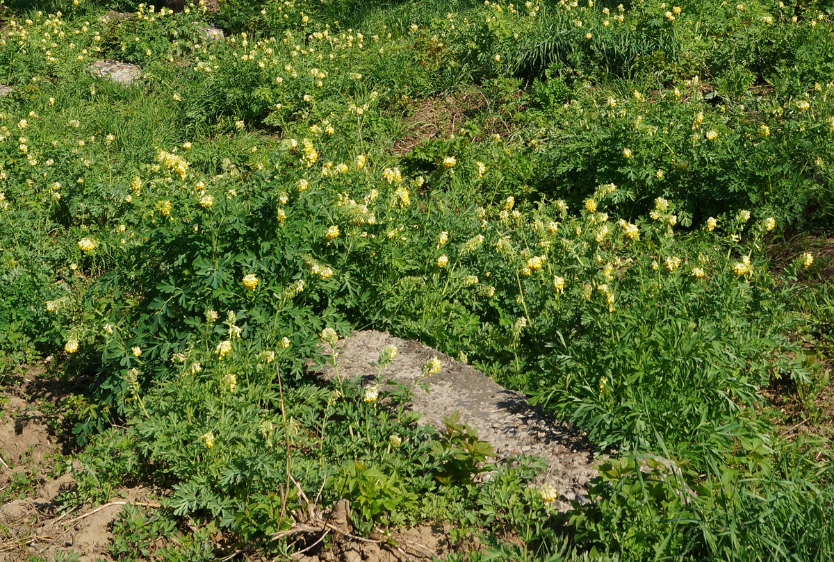 Image of Corydalis nobilis specimen.