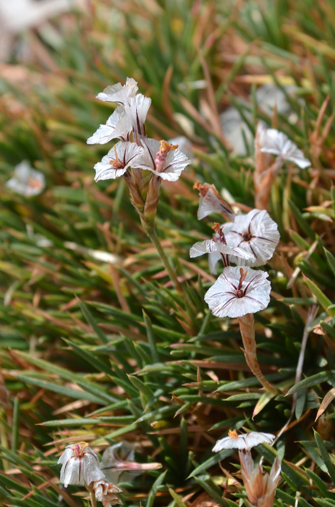 Image of Acantholimon litvinovii specimen.