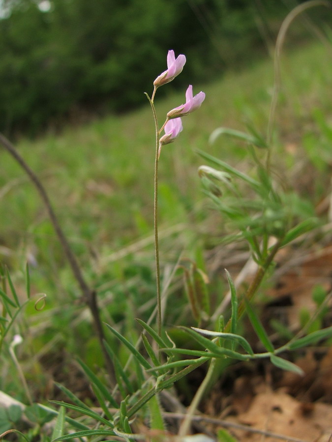 Image of Vicia tenuissima specimen.
