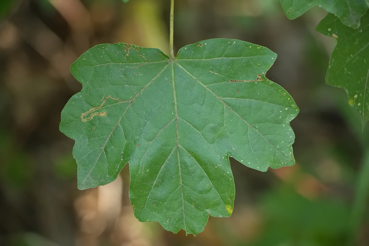 Image of Acer campestre specimen.