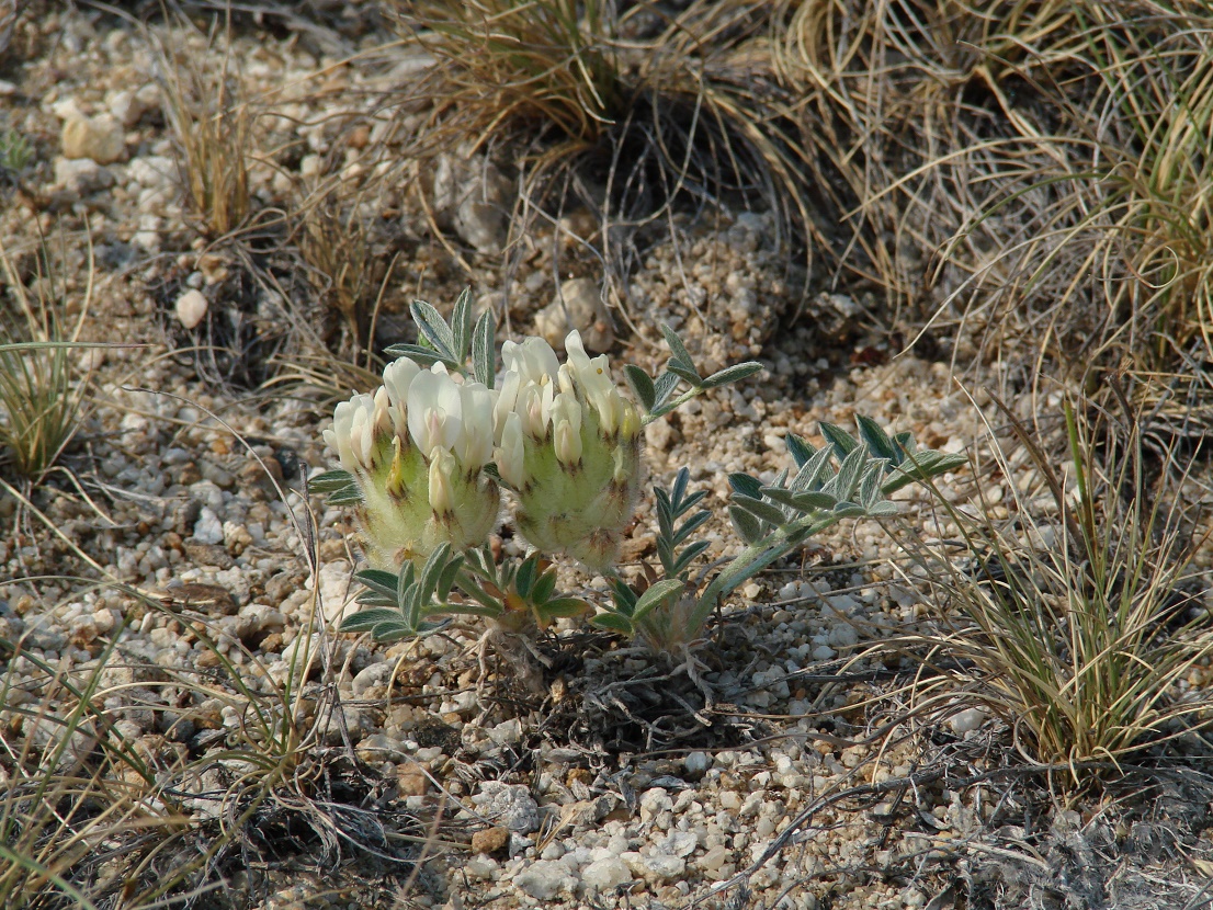 Image of Astragalus lupulinus specimen.