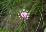 Homogyne alpina. Соцветие (среди листьев Festuca airoides). Чехия, Оломоуцкий край, природный заповедник Jeseníky, субальпийский луг. 15.06.2017.