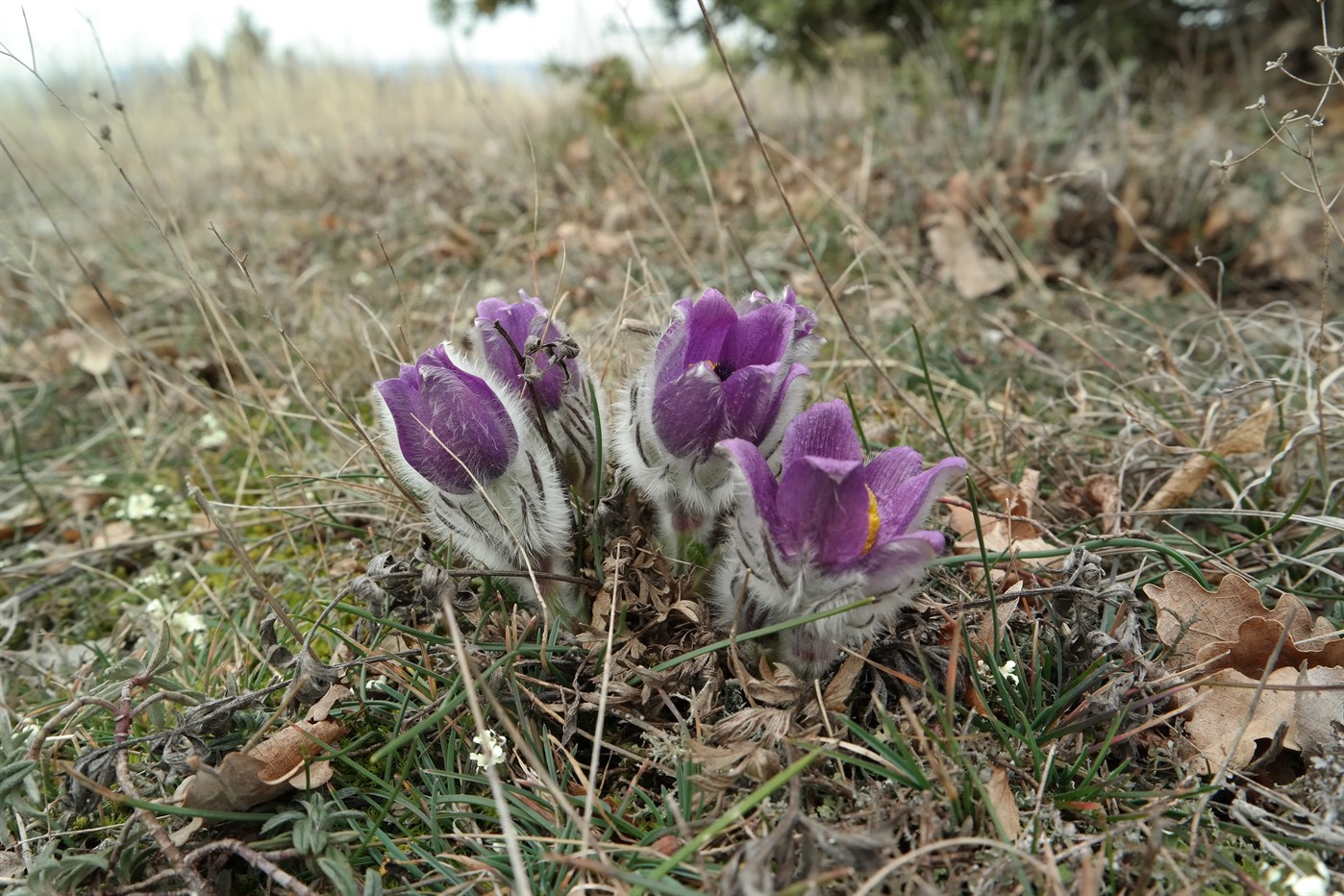 Image of Pulsatilla taurica specimen.