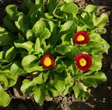 Bellis perennis